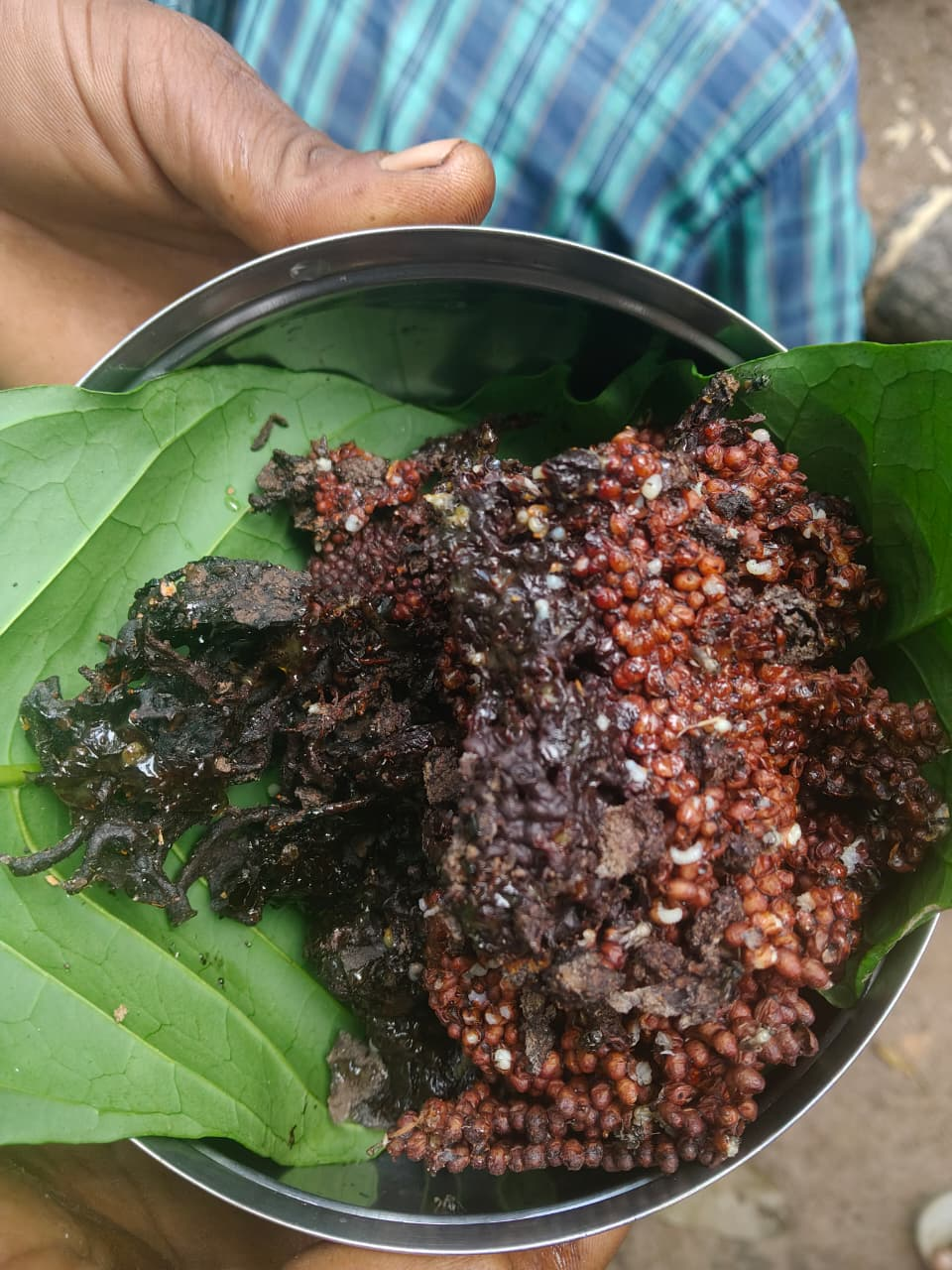 Dammer Bee Colony